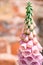 Vertical shot of a Foxgloves flower plant