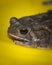 Vertical shot of a frog on a yellow background