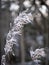 Vertical shot of a frozen plant with blurry background in a field in Finland