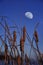 Vertical shot of the full moon rising over the cattails near the lake
