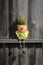 Vertical shot of a funny character shaped flower pot against a wooden wall