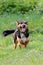 Vertical shot of a funny guard dog running in a grassy field during daytime