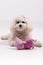 Vertical shot of a furry white dog with a pink stuff toy in front