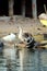 Vertical shot of geese flapping their wings by a lake in a city