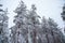 Vertical shot of the giant beautiful trees covered in snow in the forest in winter