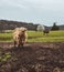 Vertical shot of a ginger bull on a green field outdoors