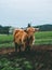 Vertical shot of a ginger bull on a green field outdoors