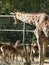 Vertical shot of a giraffe and deer next to a fence and trees