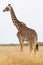 Vertical shot of a giraffe in a grassy savannah in the daylight