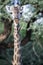 Vertical shot of a giraffe with three yellow-billed oxpecker birds on its neck