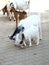 Vertical shot of goats and sheep next to each other on the ground