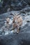 Vertical shot of goats among the stones in the zoo in Hamburg, Germany