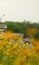 Vertical shot of gorgeous field with yellow Cosmos (Coreopsideae) flowers in Qinglonghu Park, China