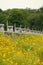 Vertical shot of gorgeous field with yellow Cosmos (Coreopsideae) flowers in Qinglonghu Park, China