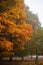 Vertical shot of a gorgeous tree with beautiful autumn leaves in the forest