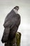 Vertical shot of a Goshawk bird perched on a wooden stump