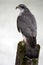 Vertical shot of a Goshawk bird perched on a wooden stump