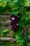 Vertical shot of a grape-growing in Vietnam