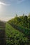 Vertical shot of Grapevine field