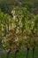 Vertical shot of grapevine leaves with Magnesium deficiency on the blurred background