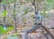 Vertical shot of a gray langurs & x28;Hanuman langurs& x29; sitting on a tree branch and eating mangoes