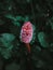 Vertical shot of great burnet plant on dark nature background