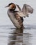 Vertical shot of a great crested grebe coming out of the water