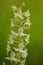 Vertical shot of the Greater butterfly orchid flower