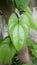 Vertical shot of greater yam leaves on a wood