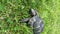 Vertical shot of a greek tortoise slowly feeding on green grass. Turtle on grass in natural environment