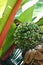 Vertical shot of green bananas ripening on a tree