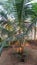 Vertical shot of a green date palm in a garden