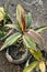 Vertical shot of Green Dracaena plant growing at garden