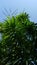 Vertical shot of green dracaena plant under blue sky