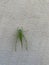 Vertical shot of a green grasshopper on concrete wall background