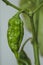 Vertical shot of green jays ghost scorpion pod on a plant, superhot chili pepper