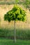 Vertical shot of a green maple tree on a field