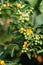 Vertical shot of green and orange Firethorn (Pyracantha) berries in a garden