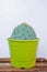 Vertical shot of a green pot of Opuntia Aciculata cactus