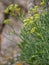 Vertical shot of the green rock samphire plant in a shallow focus