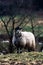 Vertical shot of Grey Troender sheep breed with blur trees in the background during winter