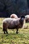 Vertical shot of the Grey Troender sheep breed looking camera side more sheep in background