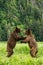 Vertical shot of Grizzly bears playing together in the Khutzeymateen Grizzly Bear Sanctuary, Canada