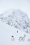 Vertical shot of a group of Adelie penguin (Pygoscelis adeliae) walking in the Arctic