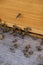 Vertical shot of a group of bees on a ground cement and on a lower portion of a  wooden wall.