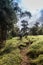 vertical shot of a group of hikers walking through the vegetation of bamboo trees and tropical cloud forest on a cloudy day on the