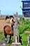 Vertical shot of a group of horses in a horse stud farm near the sea