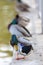 Vertical shot of group of mallard ducks standing near pond on sunny day with blurry background