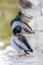 Vertical shot of group of mallard ducks standing near pond on sunny day with blurry background