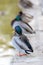 Vertical shot of group of mallard ducks standing near pond on sunny day with blurry background